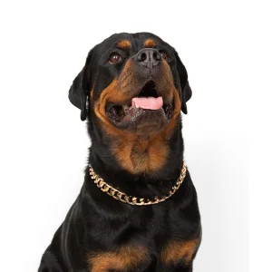 18mm Kalın Zincir Köpek Kolyesi