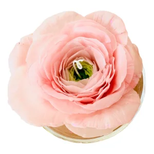 Aşkın Katmanları: Peony Balmumu Mum