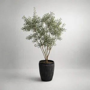 Zeytin Ağacı