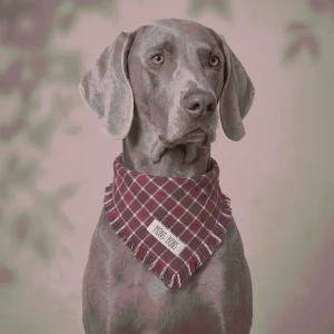 Aero Kırmızı Pet Bandana